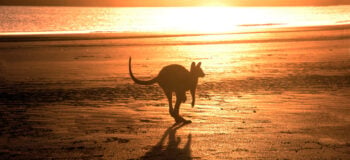 Kangourou sautant sur la plage au lever du soleil