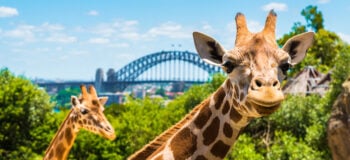 Girraffe au zoo de Taronga à Sydney avec Harbour Bridge